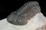 Reedops Trilobite - Atchana, Morocco #69613-2